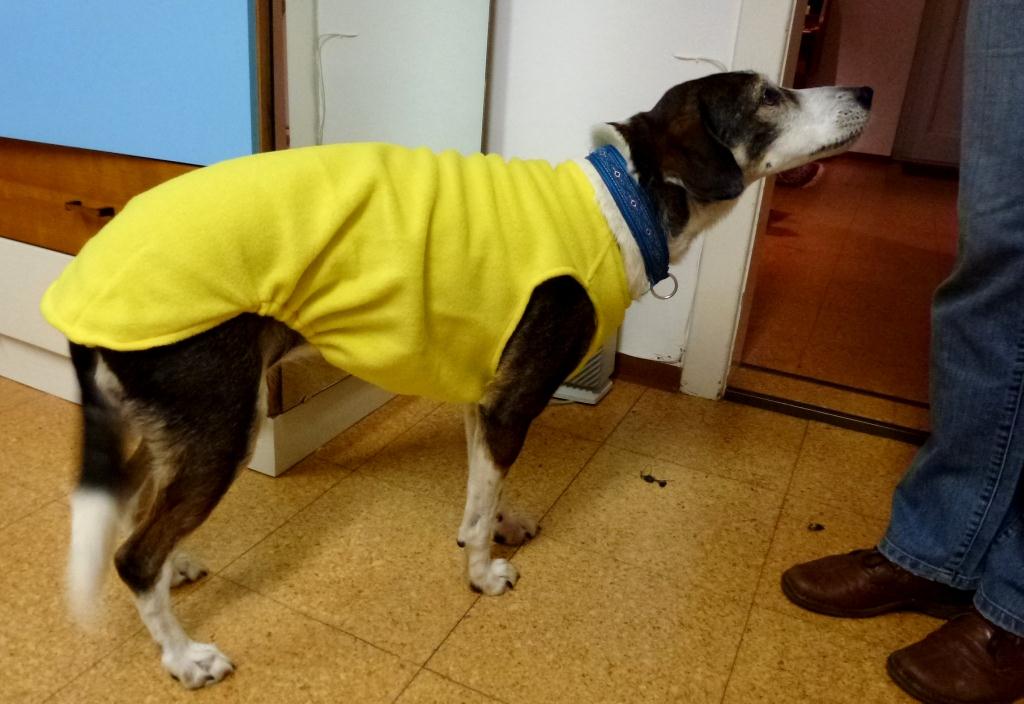 Bekleidung Fur Hunde Stichelei