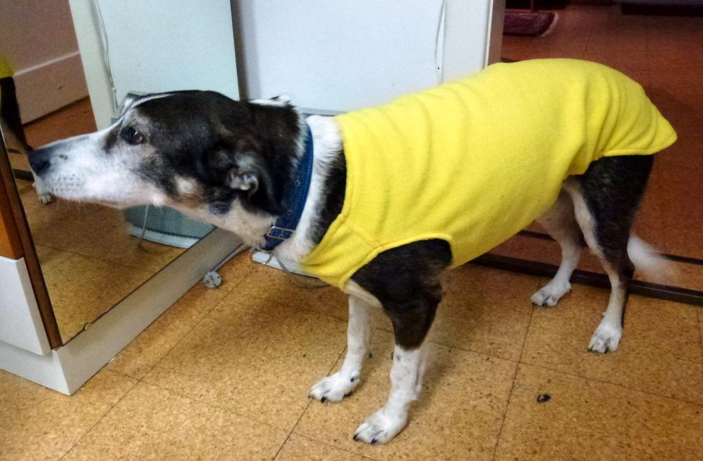 Bekleidung Fur Hunde Stichelei